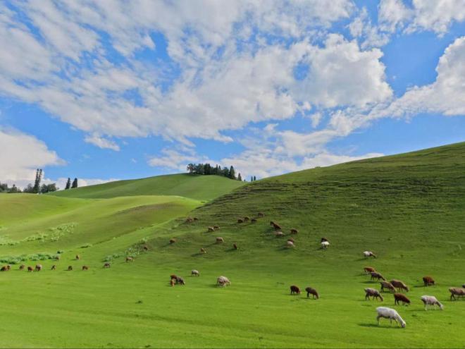 2025最新测评与真实游客反馈全解析瓦利棋牌实地走访伊犁六家特色旅行社：(图1)