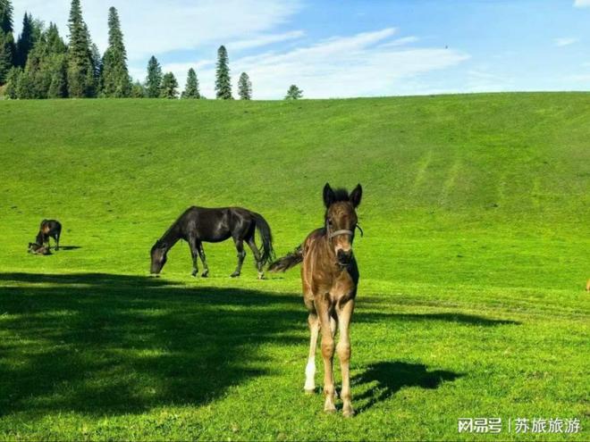 2025最新测评与真实游客反馈全解析瓦利棋牌实地走访伊犁六家特色旅行社：(图3)